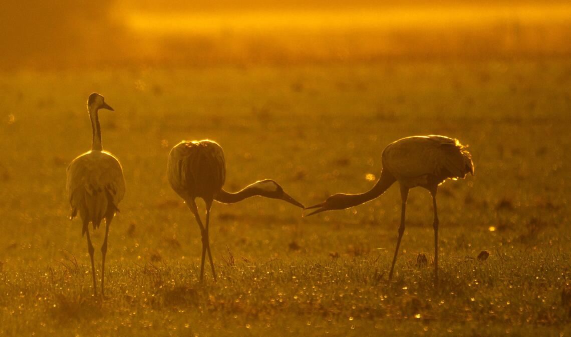 Kraniche stehen bei Vechta auf einem Feld.