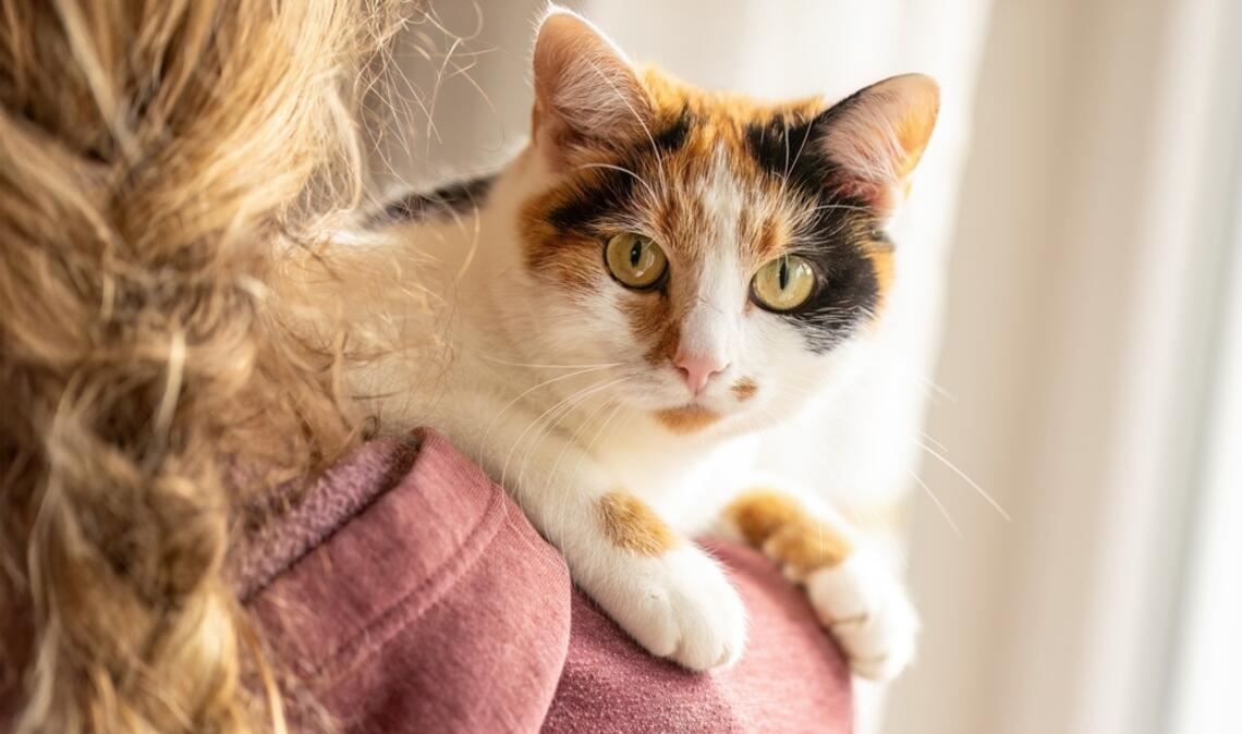 Krankheiten und Schmerzen sind bei Katzen nicht immer leicht zu erkennen.