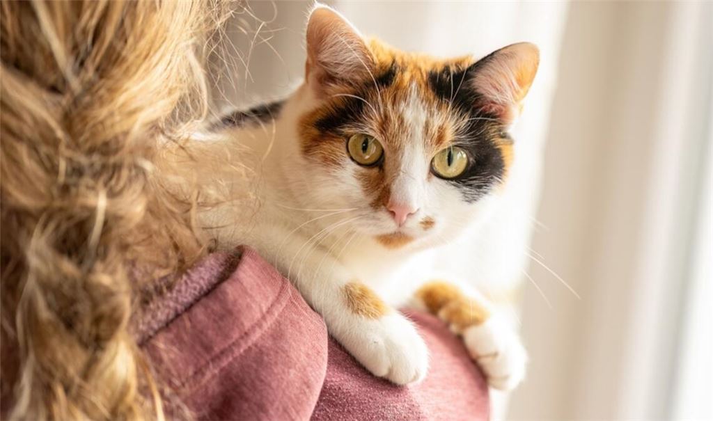 Krankheiten und Schmerzen sind bei Katzen nicht immer leicht zu erkennen.