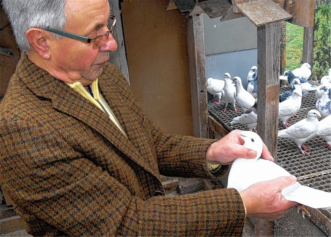 Kritischer Züchterblick: Jürgen Holtz ist mit seinen Tauben sehr zufrieden.