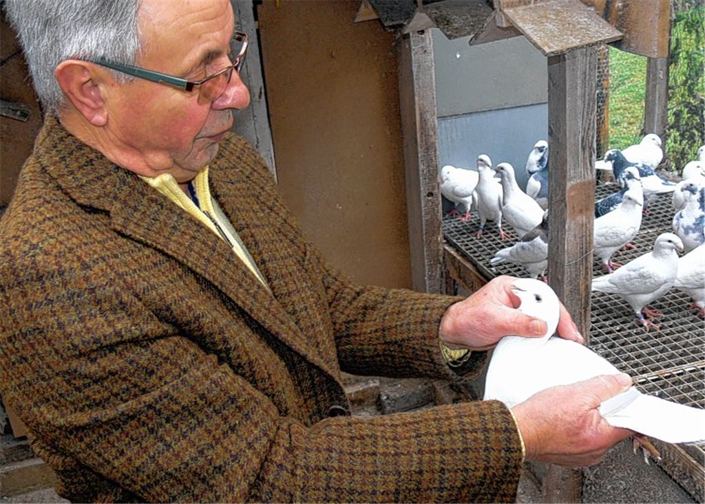 Kritischer Züchterblick: Jürgen Holtz ist mit seinen Tauben sehr zufrieden.