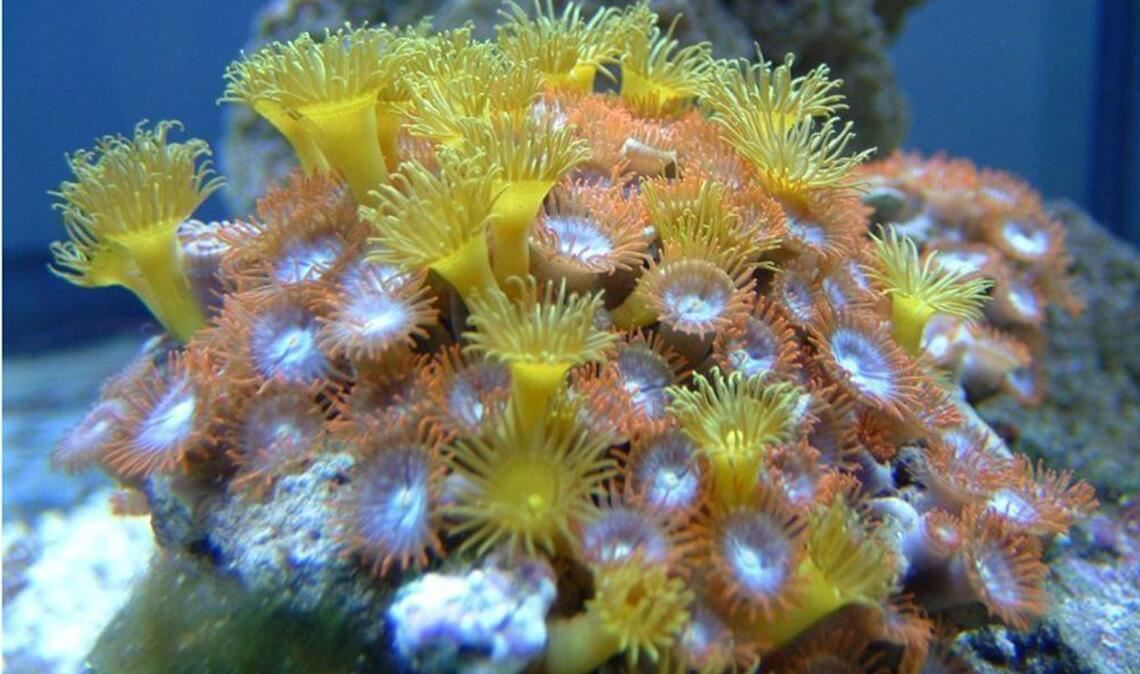 Krustenanemone (Zoanthidea): Sie trägt den Giftstoff Palytoxin in sich. Schon 0,01 Milligramm können einen Menschen töten. Der Tod ist qualvoll und von starkem Erbrechen, Schüttelfrost und Lähmung der Muskeln begleitet.