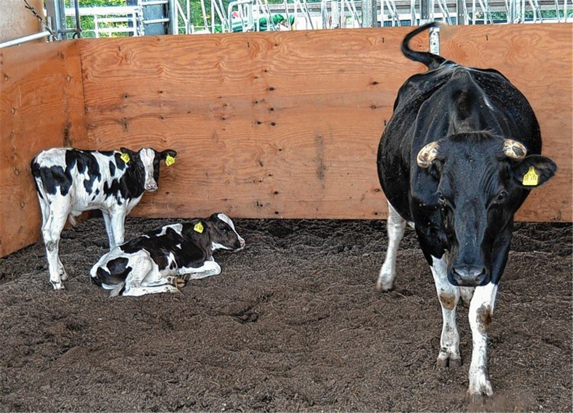 Neues Stallkonzept wird in Zaisersweiher erprobt