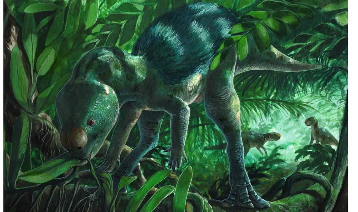 Künstlerische Darstellung des Mini-Dinosauriers Foskeia pelendonum. In Nordspanien haben Forscher Überreste dieser geradezu winzigen Dinosaurier entdeckt. Von der Schnauze bis zur Spitze seines langen Schwanzes messen die Mini-Dinos nur wenig mehr als einen halben Meter.