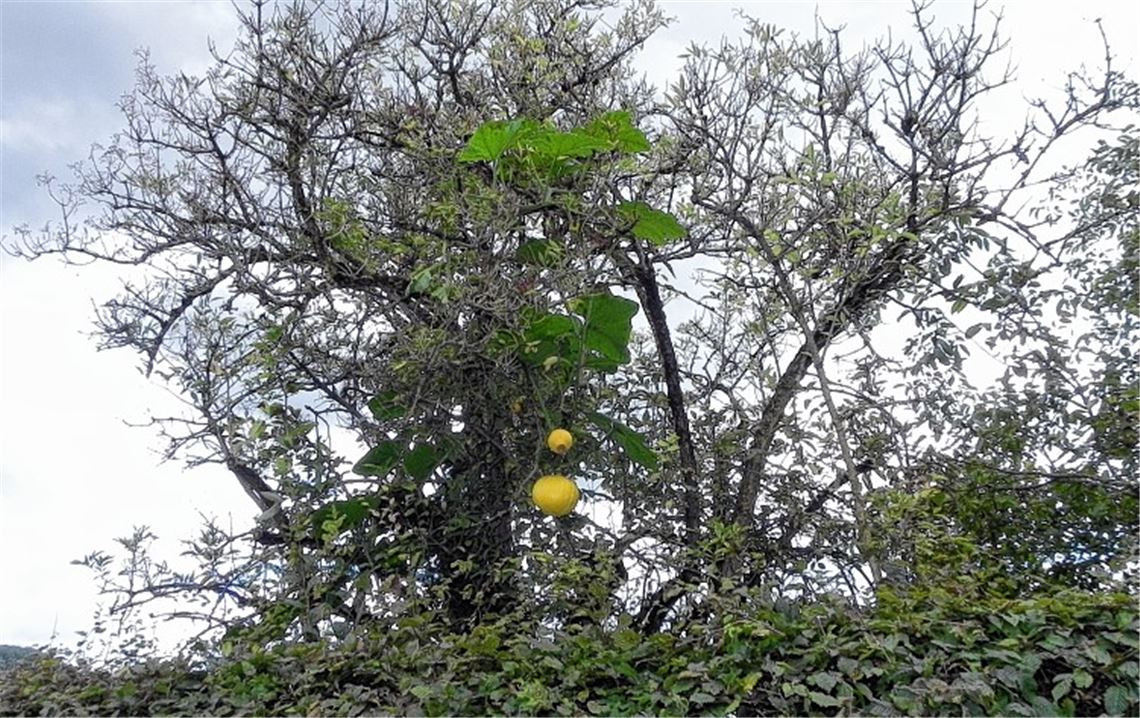 Sommerzeit Sommerzeit