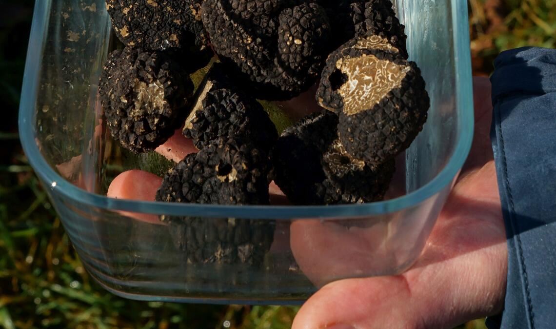 Kulinarische Kostbarkeit: Trüffel aus Mühlhäuser Produktion. Fotos: Bastian