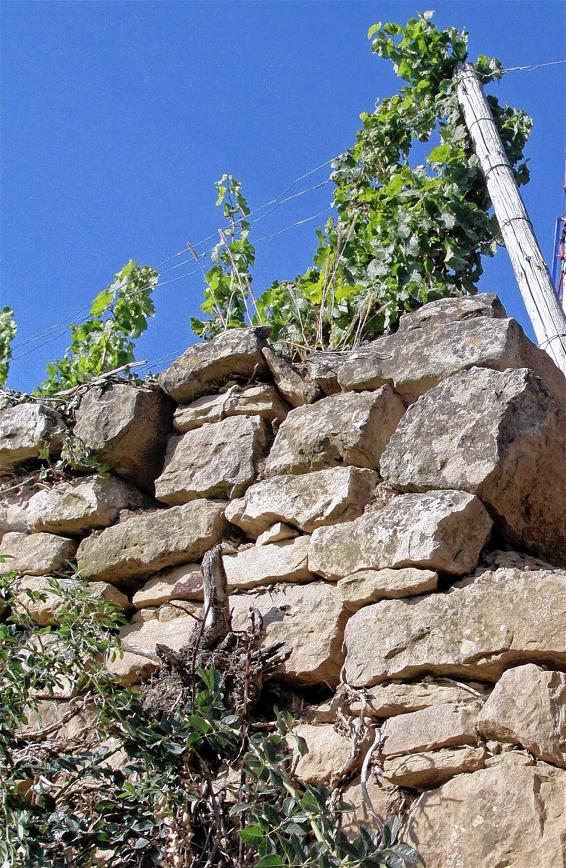 Kulturlandschaft in Gefahr: Immer mehr Trockenmauern in den Weinberg-Steillagen oberhalb der Enz sind vom Zerfall bedroht. Foto: Hansen