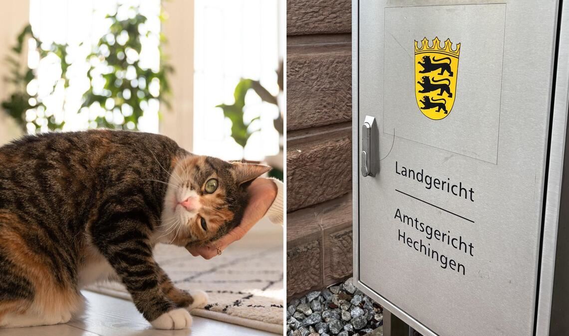 Kuriose Verhandlung am Amtsgericht Hechingen: Am Mittwoch ist eine Rentnerin wegen der Unterschlagung einer Katze verurteilt worden.