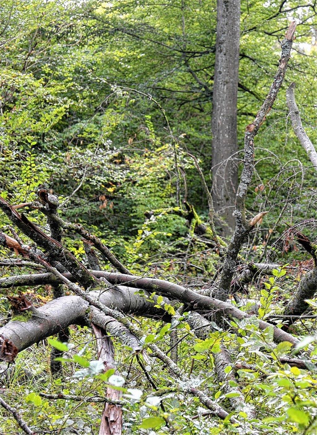Im Wald rücken die Sägen an