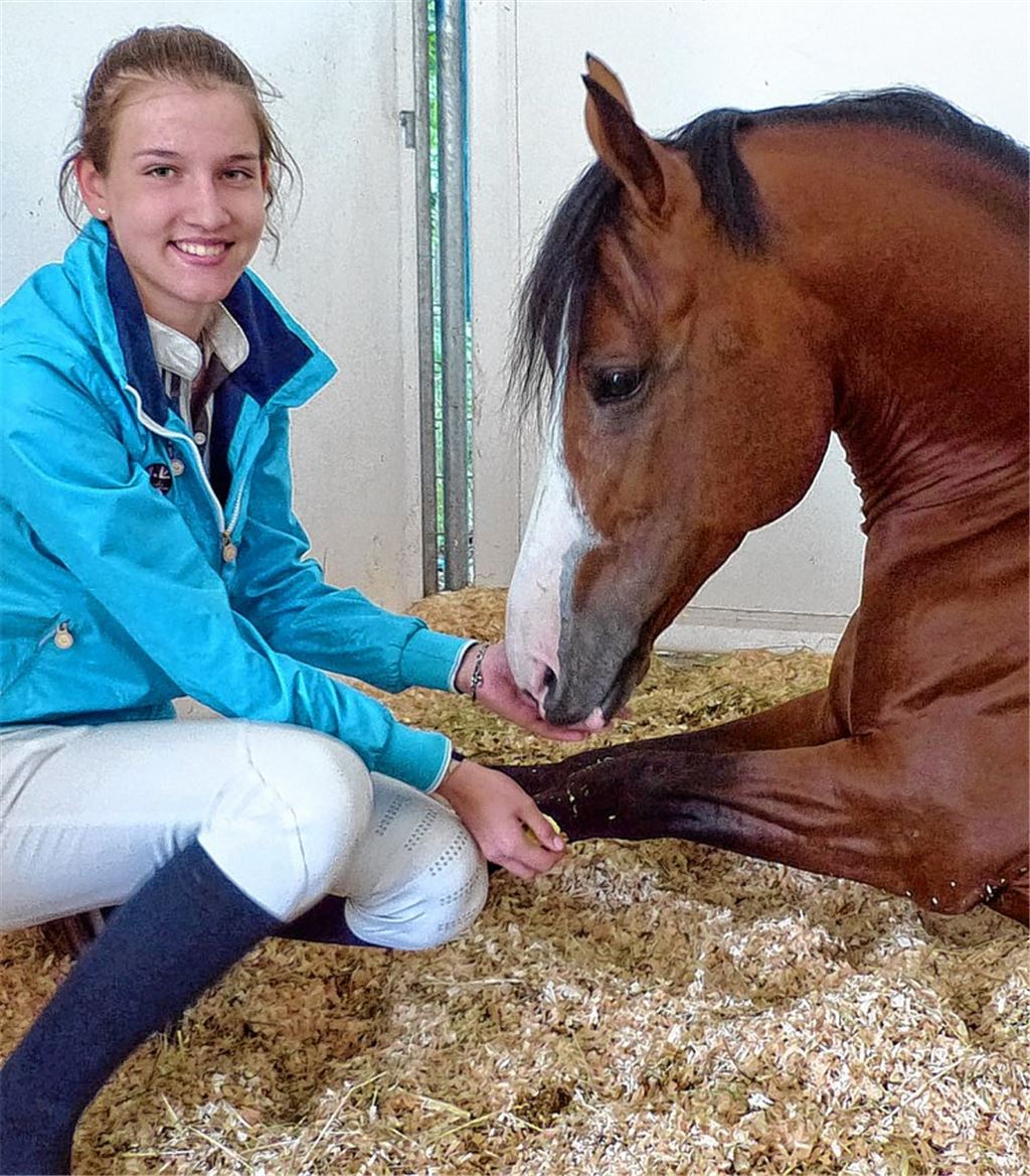Kuscheln im Stroh: Hengst „Monte Cassini“ genießt sein Strohbett. Seine Reiterin Lisa-Marie Winkenbach freut sich, dass wenigstens einer vor dem Start so entspannt ist. Foto: Roth