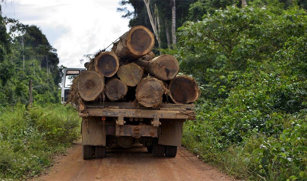 LKW beladen mit dicken Stämmen aus illegalen Holzeinschlägen im brasilianischen Amazonasgebiet (Archivfoto).