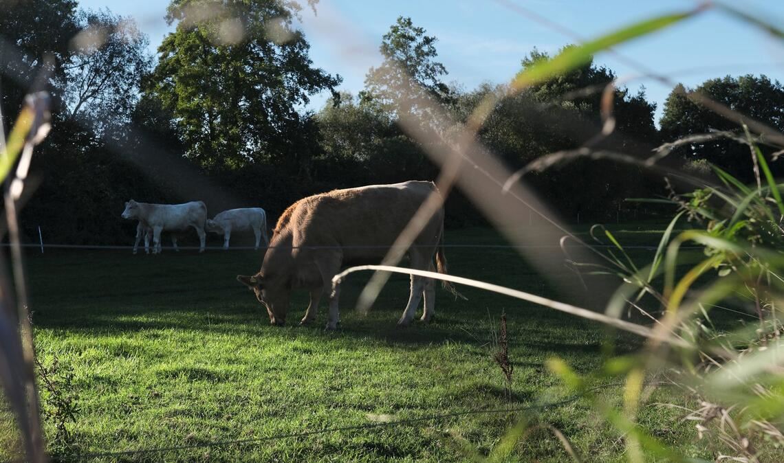 Landleben ist schön. Doch in den Jugendbüchern „Faustschlag von rechts“ und „Scheinland“ ist die Idylle trügerisch.