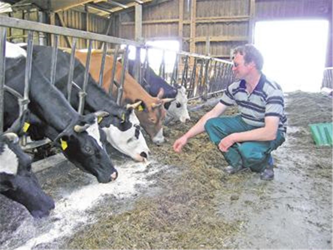 Landwirt Frank Bäuerle im Freilaufstall. Der Iptinger Biobauer will künftig nur noch Fleckvieh halten und auf Turbokühe verzichten.
Foto: Franz