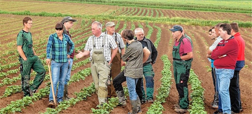 Kaltes Wetter bremst die Kartoffel-Ernte aus