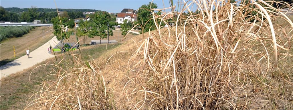 Lange Dürreperioden sorgen auch in Mühlacker – im Bild eine Aufnahme aus den Enzgärten im Sommer 2018 – für Diskussionen um die richtigen Konzepte gegen den Klimawandel.Archivfoto: Fotomoment