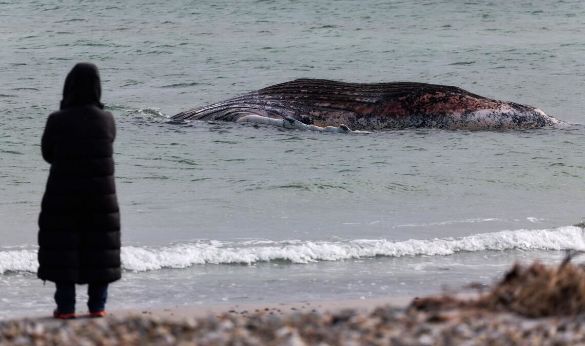 Lange hatte der tote Wal im flachen Wasser vor der Insel gelegen. (Archivbild)