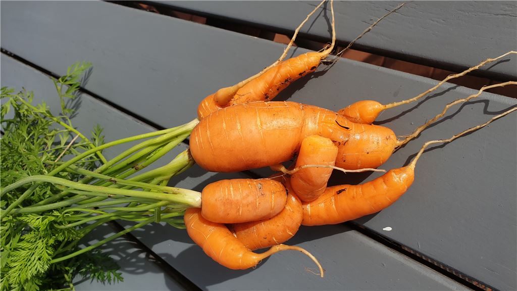 910_0008_178301_Sommer_Schumann_Sabine_Tolle_Knolle