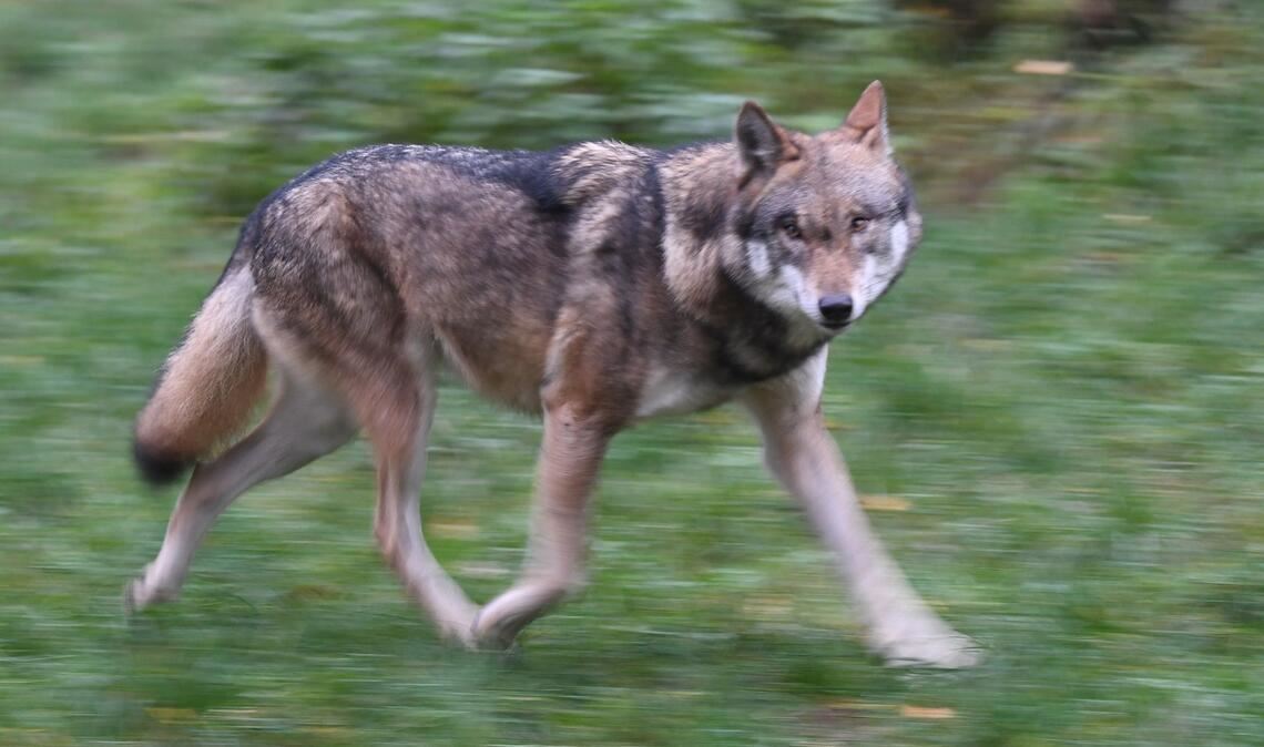 Laut Polizei hat der Wolf eine Frau gebissen und verletzt. (Symbolbild)