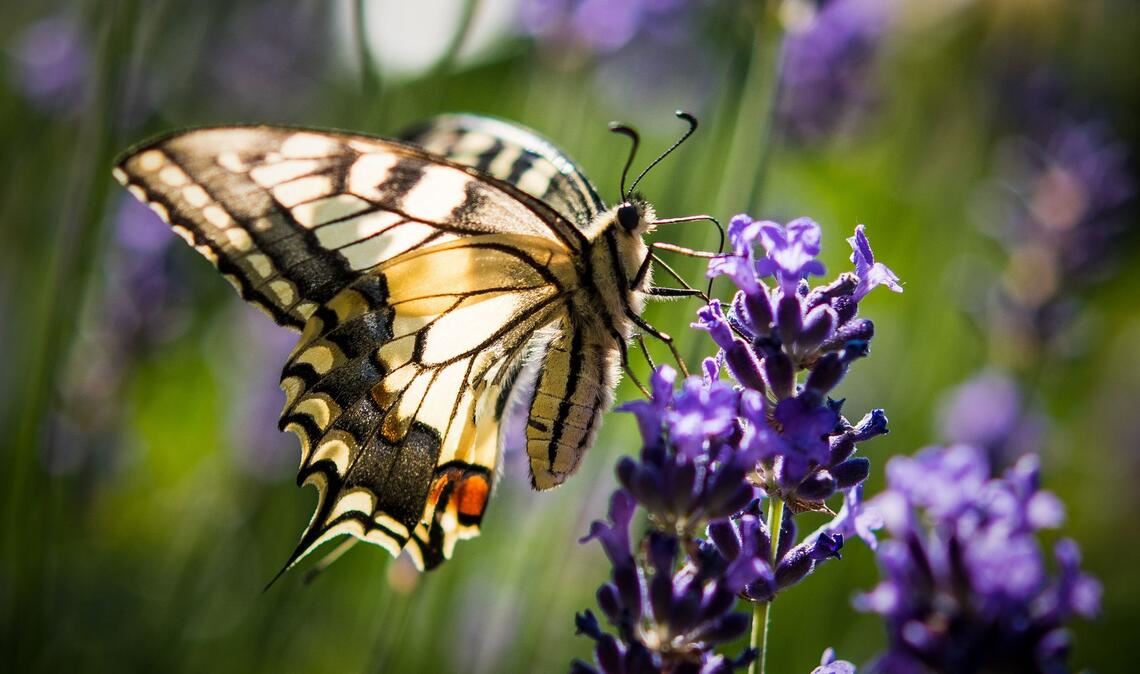 Lavendel ist bei verschiedenen Schmetterlingsarten wie auch dem Schwalbenschwanz beliebt. (Archivbild)