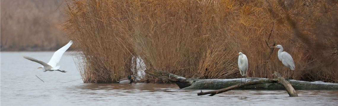 Gewässer lockt Nahrungsopportunisten an Lebt gerne im See- und Schilfbereich: Der Silberreiher baut sein Nest am liebsten in Bäume oder Büsche. Diese kleine Kolonie der Vögel verbringt die Wintermonate bis Ende Februar am Aalkistensee. Eingewandert ist der Silberreiher aus dem südosteuropäischen Raum. Fotos: Jürgen Müller