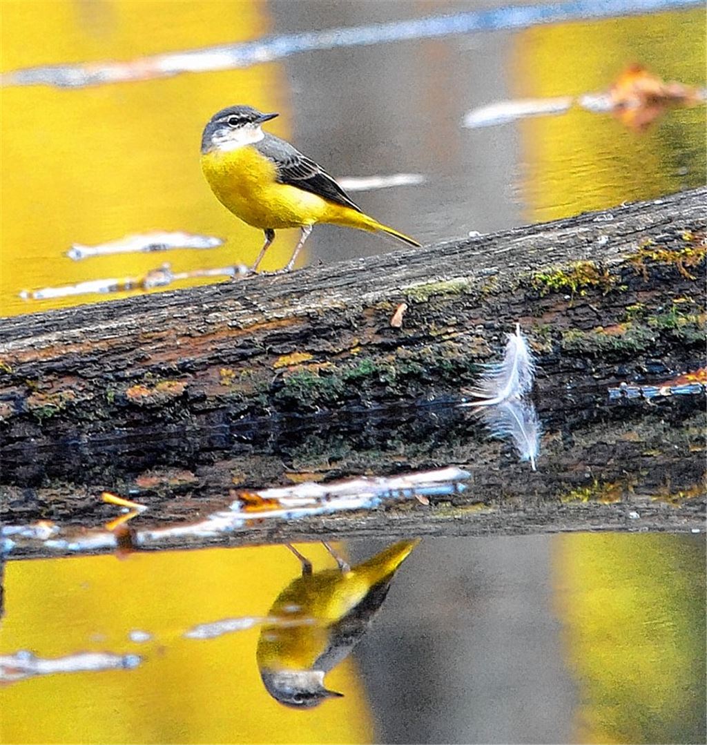 Lebt keinesfalls nur in den Bergen: die Gebirgsstelze.