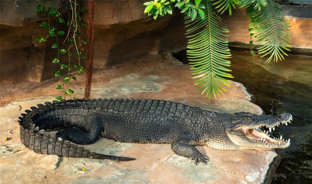 Leistenkrokodil Frederick in der Wilhelma