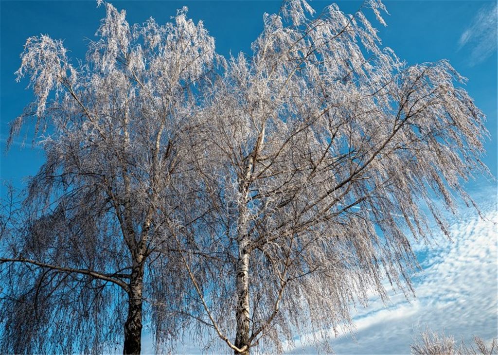 Leser Horst Lachstädter hat diese Birken im Winterkleid mit der Kamera festgehalten.Archiv