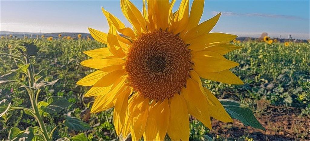 Letzte Blüten.