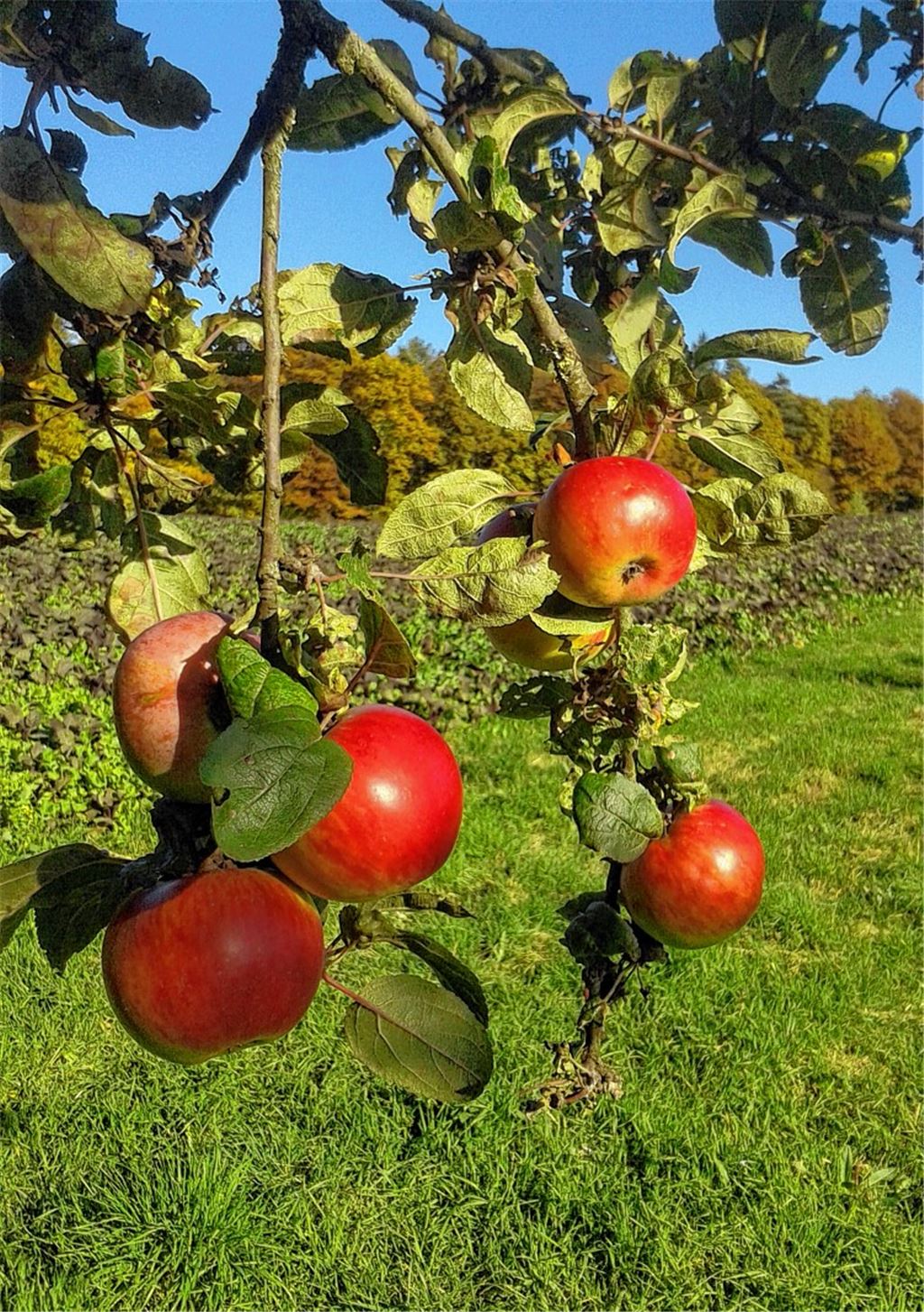 Herbstfarben
