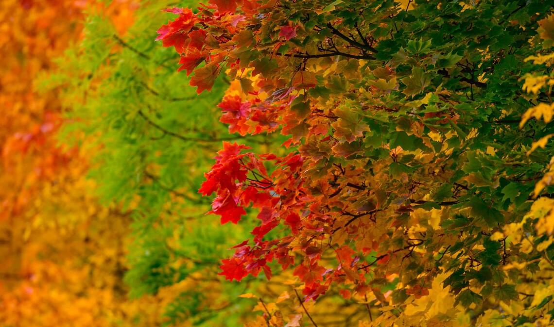Bilder des Tages Leuchtende Herbstfarben.