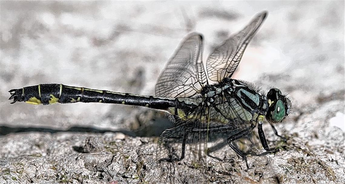 Libelle liebt die Enz