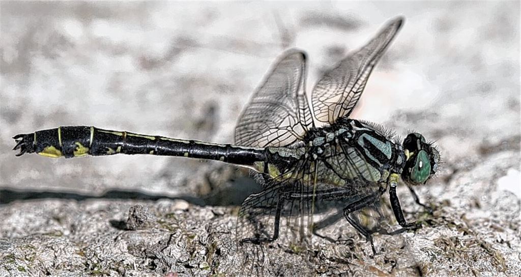 Libelle liebt die Enz