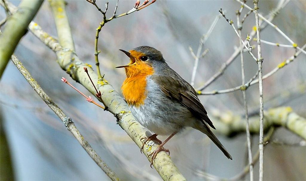 Lichtverschmutzung hat Einfluss auf tagaktive Vögel wie das Rotkehlchen: Sie singen morgens früher und abends länger. (Archivbild)