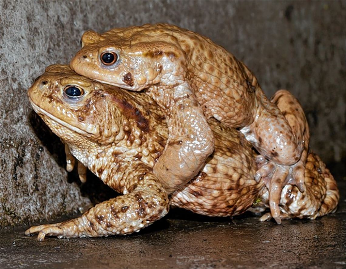 Liebe ist schön, aber für Erdkröten nicht ungefährlich, wenn dabei vielbefahrene Straßen überquert werden müssen.