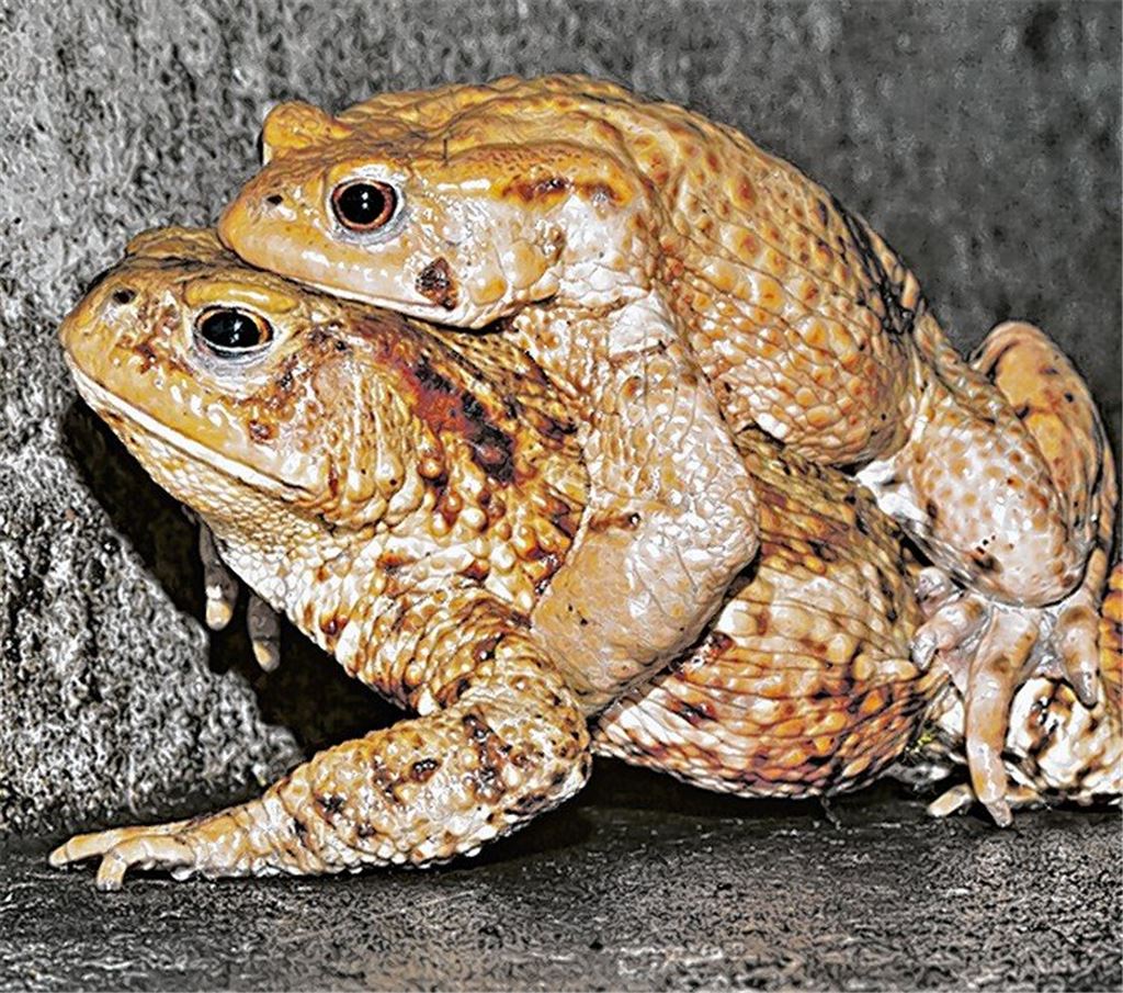 Amphibien rüsten sich für ihre Wanderung