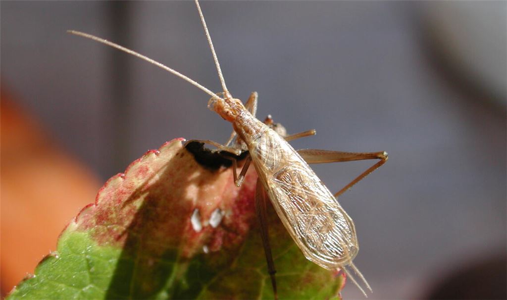 Liebt Wärme: das Weinhähnchen. Foto: Bosch