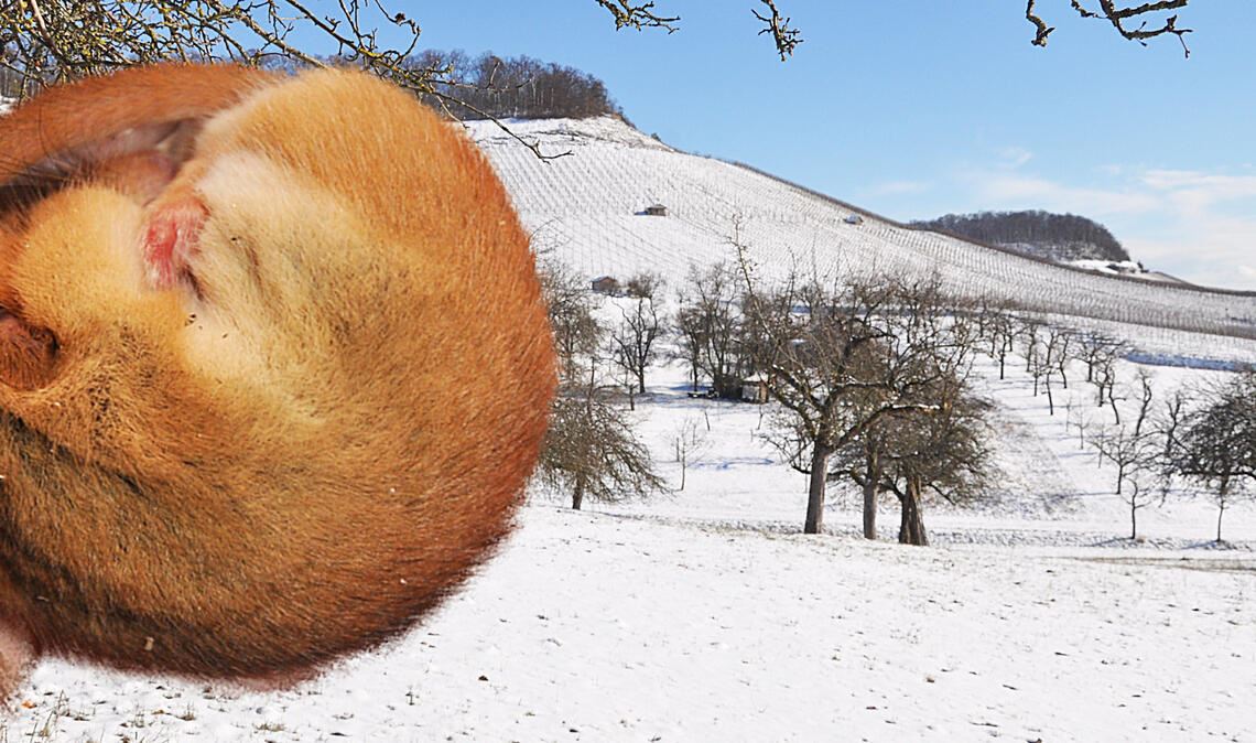 Frühlingserwachen mitten im Winter Liegt Schnee, schläft die Haselmaus zusammengerollt in einem frostsicheren Versteck – doch momentan erlebt die Natur eher ein vorzeitiges Frühlingserwachen. Fotomontage: Bosch
