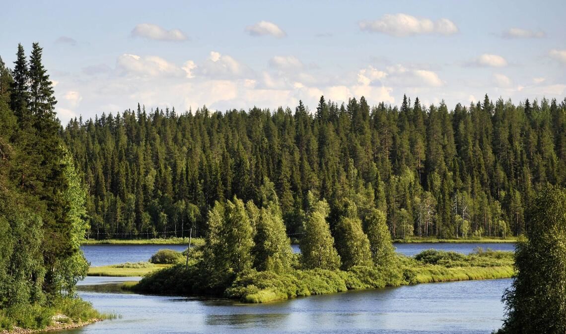 Liegt es an den finnischen Wäldern, dass die Nordeuropäer so glücklich sind? (Symbolbild)