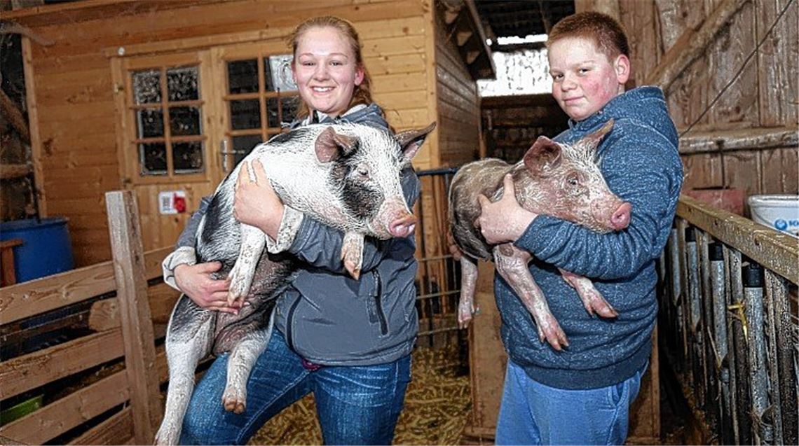 Evi, das Luxus-Schwein Evi, das Luxus-Schwein