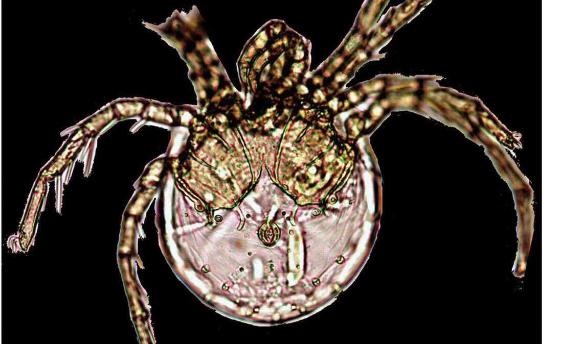 Litarachna lopezae: Forscher der Universität Montenegro entdeckten eine bisher unbekannte Wassermilbenart auf einem Korallenriff bei Puerto Rico.