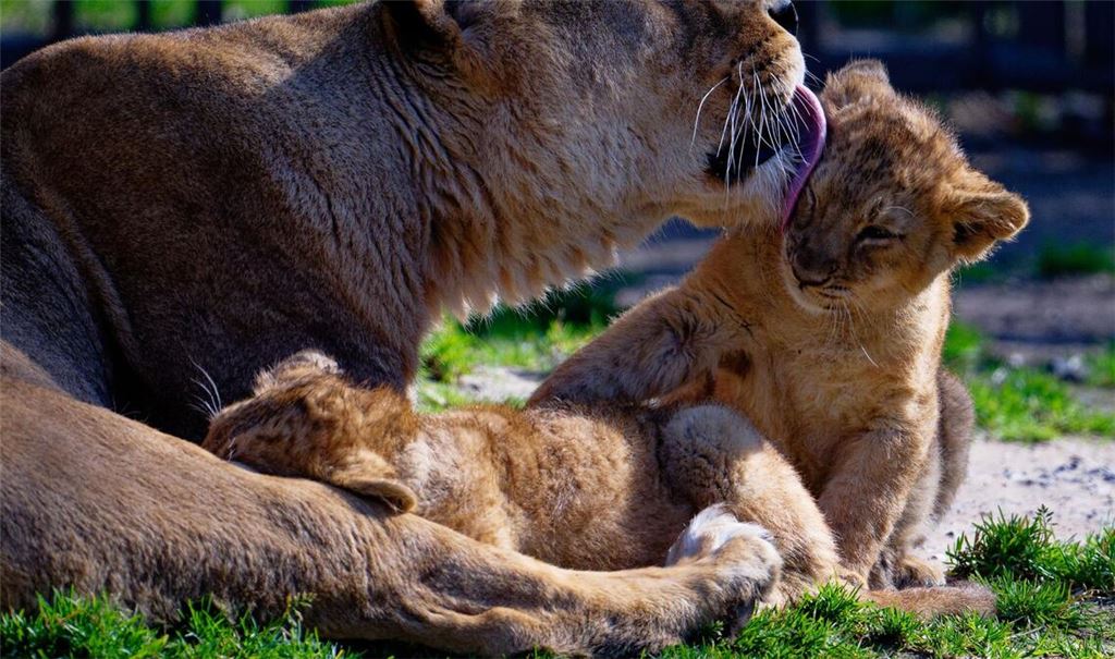 Löwenmama Gina genießt die Sonne mit ihrem Nachwuchs im Kölner Zoo.
