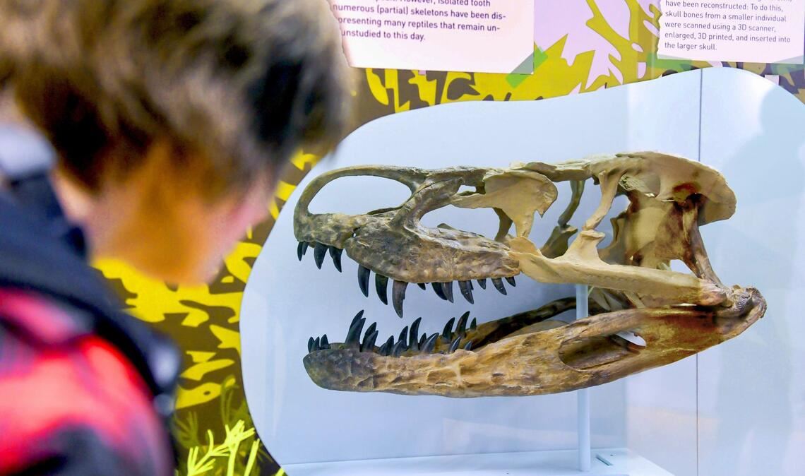 Ferienzeit – Zeit fürs Museum Löwentormuseum: Reise in die Urzeit