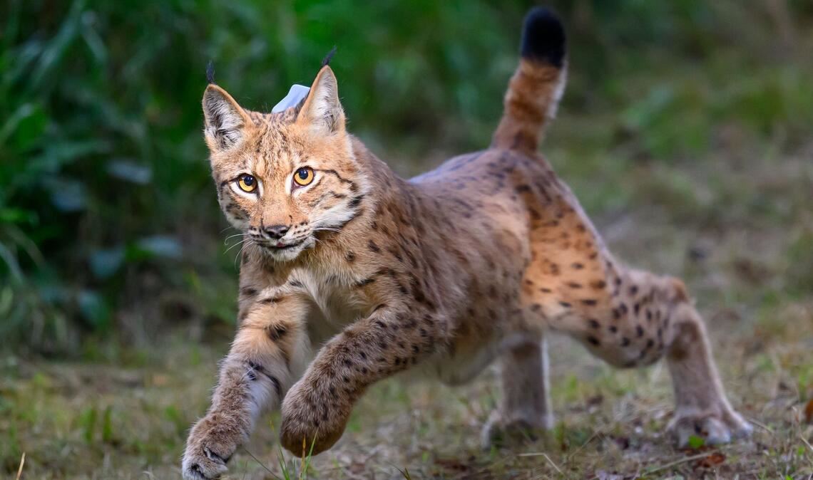 Luchs in Sachsen ausgewildert: Luchsmännchen (Kuder) Charlie sprint aus der Transportbox im Forstbezirk Eibenstock