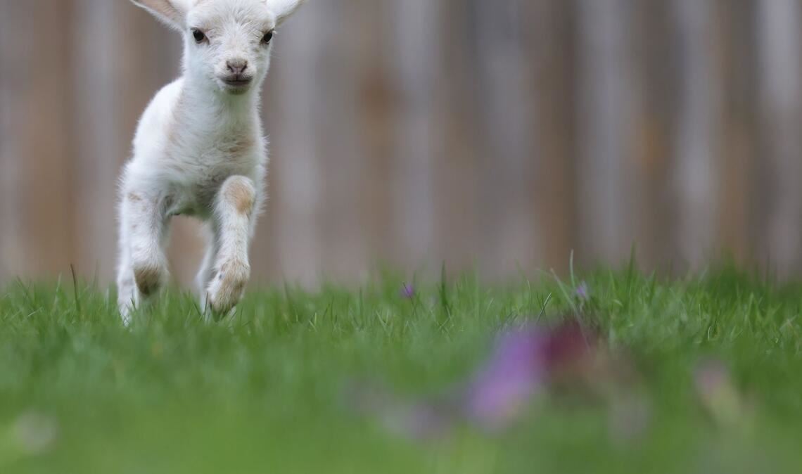 Luisl, das Lämmchen, springt über ein Wiese.