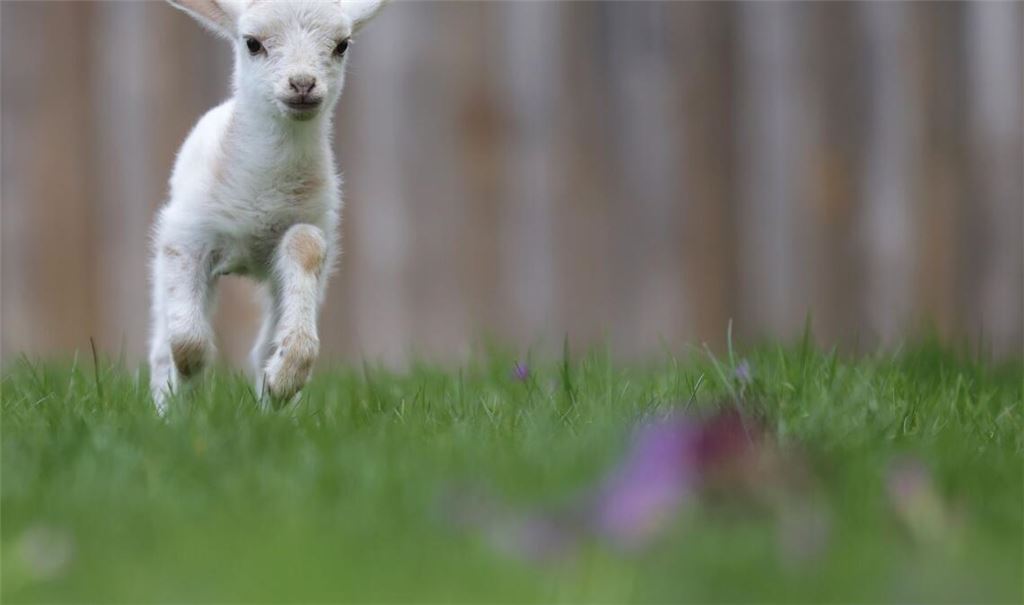 Luisl, das Lämmchen, springt über ein Wiese.