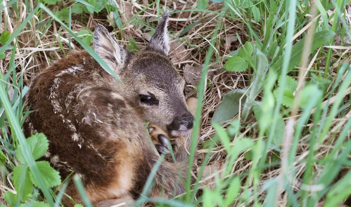 Mähsaison bedeutet für neu geborene Rehkitze Lebensgefahr. Foto: Enzkreis/Adobe