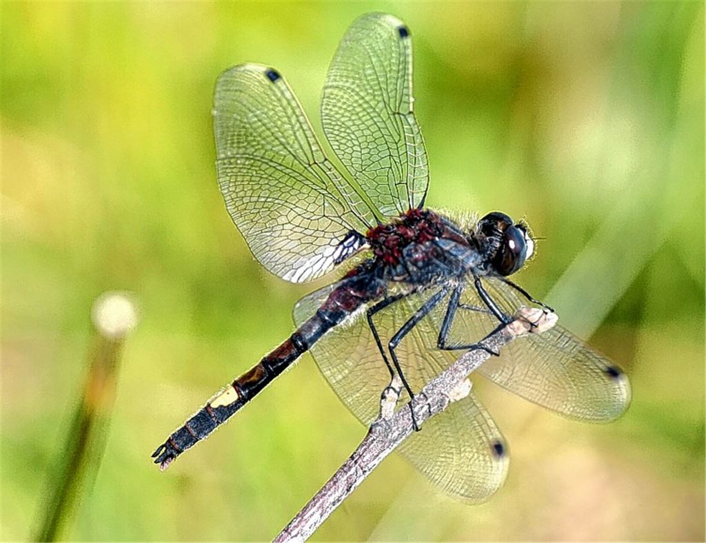 Männchen der Großen Moosjungfer mit dem charakteristischen zitronengelben Fleck auf dem dunklen Hinterleib.Foto: Schiel