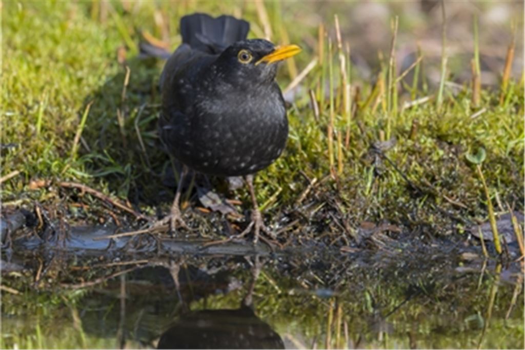 Männliche Amsel an einer Trinkstelle. Foto: NABU/Christoph Bosch