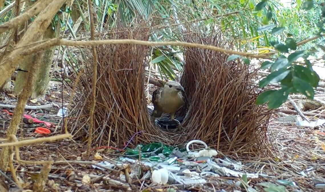 Männliche Laubenvögel bauen aufwendige Balzplätze und dekorieren diese anschließend für die Weibchen.