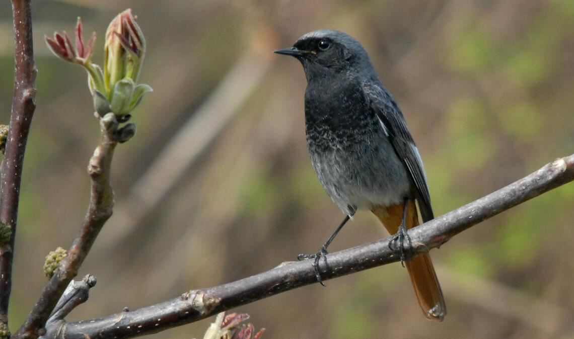 Männlicher Hausrotschwanz. Foto: Archiv